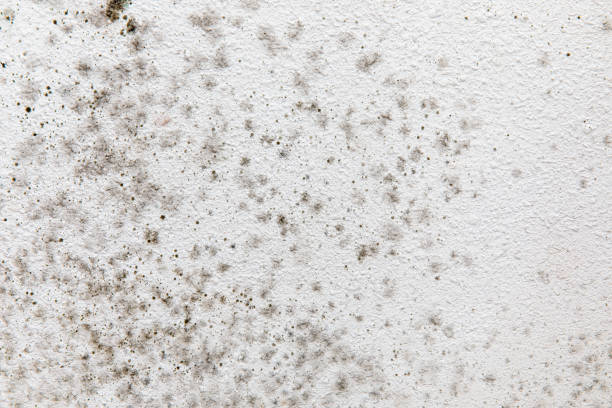 Best Water Damage & Mold Remediation  in Montezuma, GA